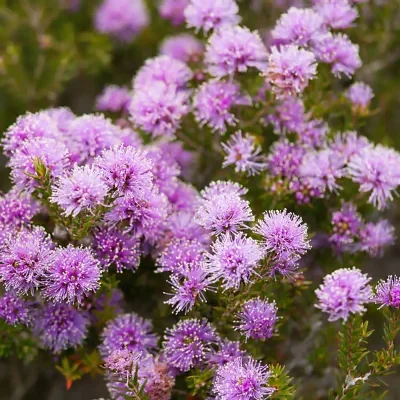Melaleuca squamea - Swamp Honey Myrtle - 20.00