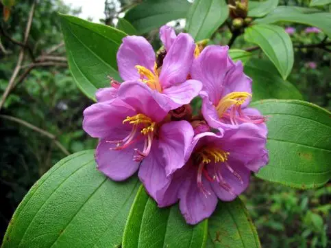 Melastoma malabathricum - Blue Tongue, Malabar Melastome, Indian rhododendron