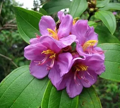 Melastoma malabathricum - Blue Tongue, Malabar Melastome, Indian rhododendron