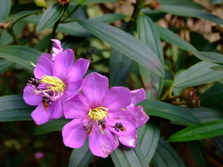 Melastoma malabathricum - Blue Tongue, Malabar Melastome, Indian rhododendron - Image 3