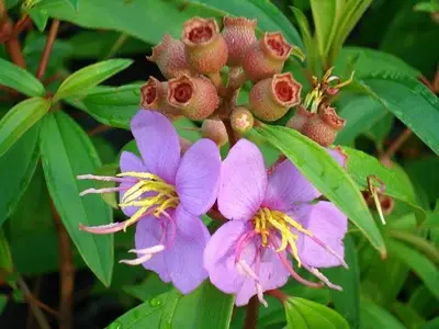 Melastoma malabathricum - Blue Tongue, Malabar Melastome, Indian rhododendron - Image 4