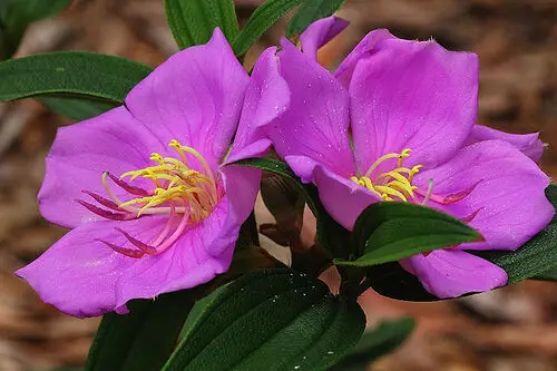 Melastoma malabathricum - Blue Tongue, Malabar Melastome, Indian rhododendron - Image 5