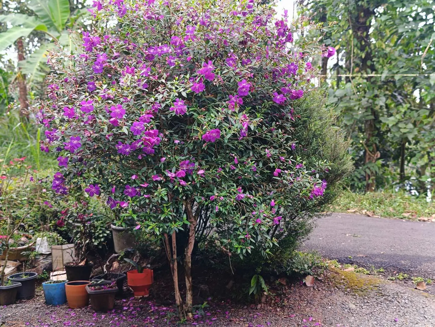 Melastoma malabathricum - Blue Tongue, Malabar Melastome, Indian rhododendron - Image 7