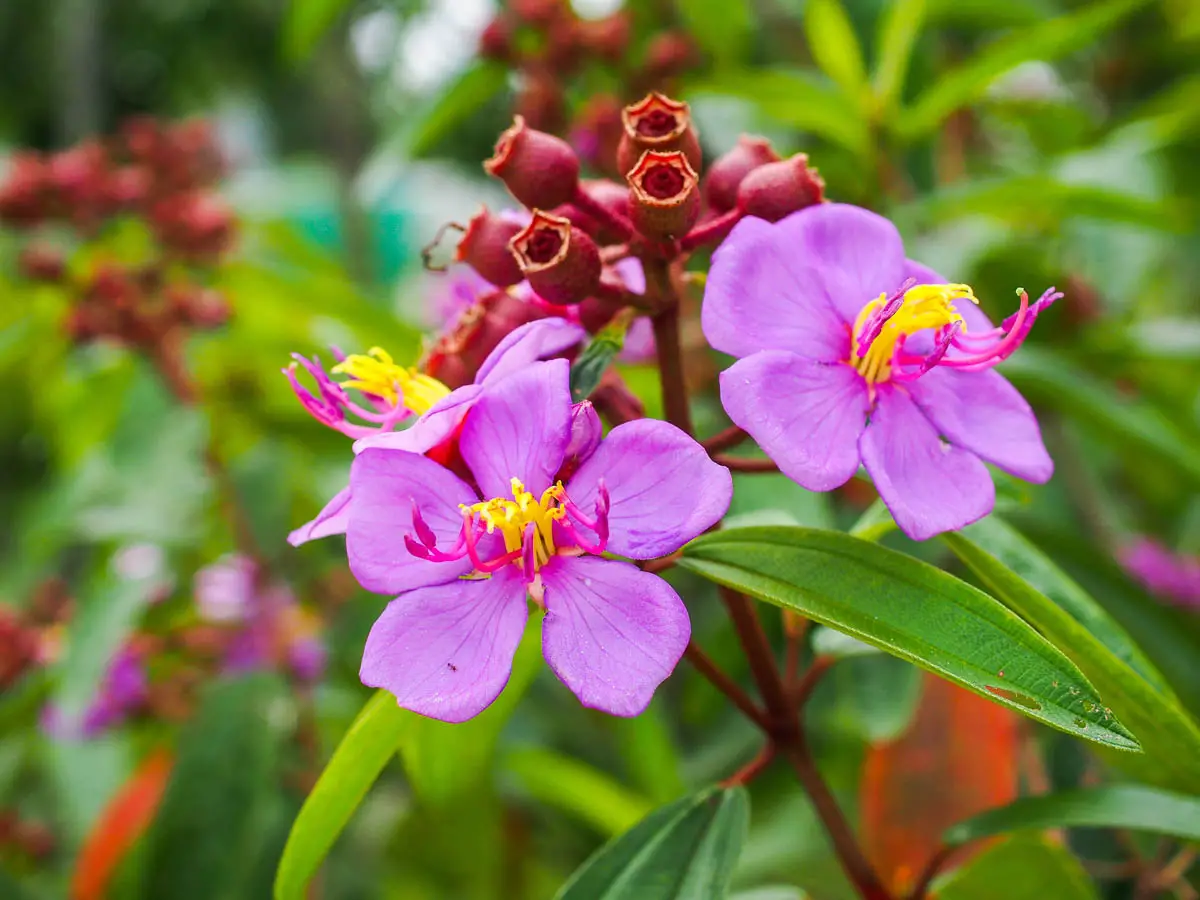 Melastoma malabathricum - Blue Tongue, Malabar Melastome, Indian rhododendron - Image 8