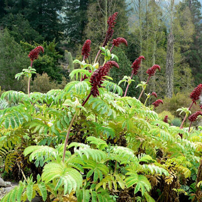 Melianthus major - Giant Honey Flower