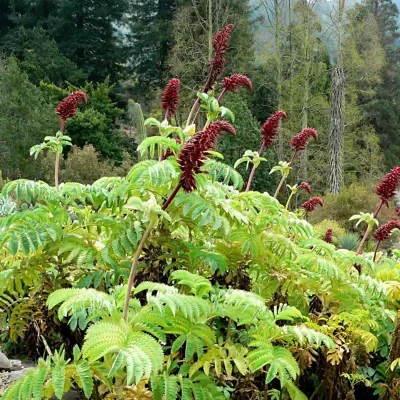 Melianthus major - Giant Honey Flower