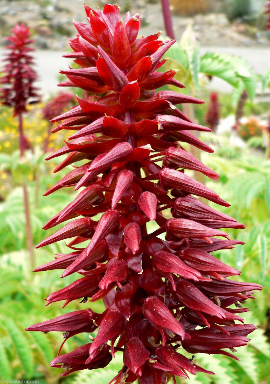 Melianthus major - Giant Honey Flower - Image 2