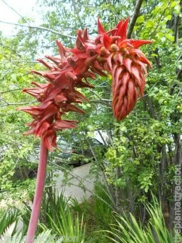 Melianthus major - Giant Honey Flower - Image 3