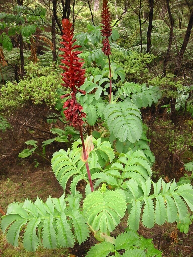 Melianthus major - Giant Honey Flower - Image 8