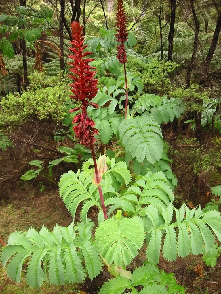 Melianthus major - Giant Honey Flower - Image 8
