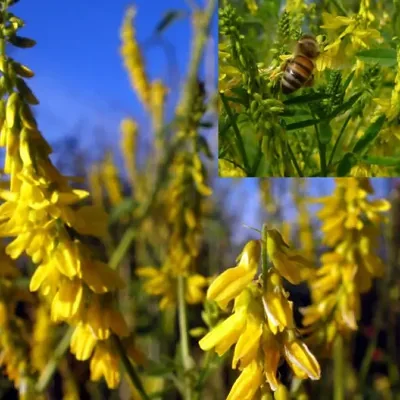 Melilotus officinalis - Clover, Yellow Sweet