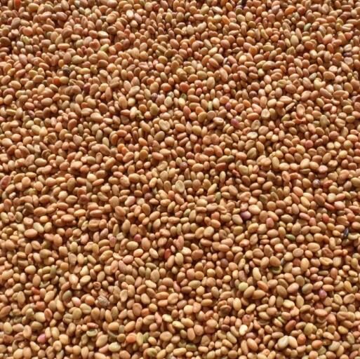 Melilotus officinalis - Clover, Yellow Sweet - Image 3