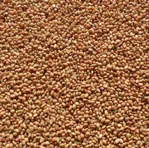 Melilotus officinalis - Clover, Yellow Sweet - Image 3