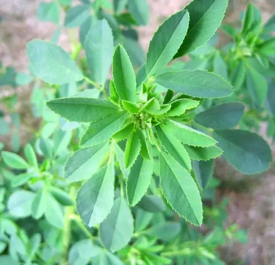 Melilotus officinalis - Clover, Yellow Sweet - Image 4