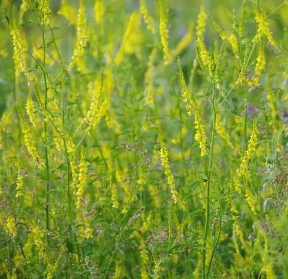 Melilotus officinalis - Clover, Yellow Sweet - Image 5
