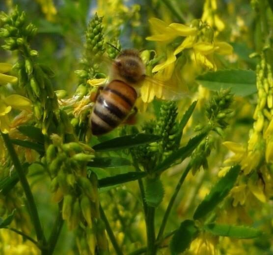 Melilotus officinalis - Clover, Yellow Sweet - Image 8