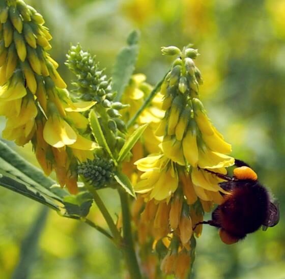 Melilotus officinalis - Clover, Yellow Sweet - Image 9