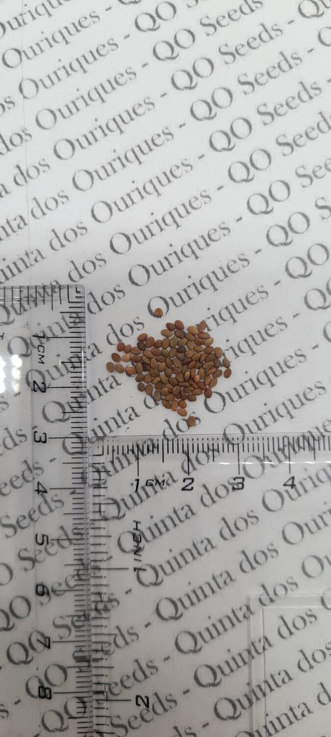 Melilotus officinalis - Clover, Yellow Sweet - Image 11