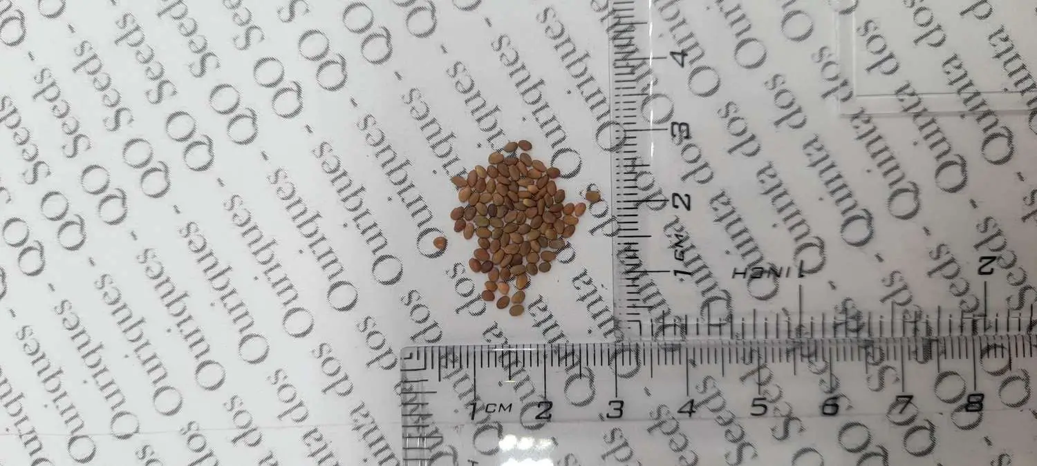 Melilotus officinalis - Clover, Yellow Sweet - Image 11