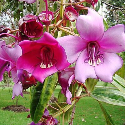 Meriania nobilis - Motley Meriania, Manacá Colombiano, Meriania, Amarrabollo, Amaraboyo