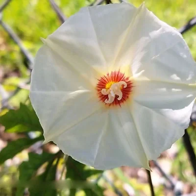 Merremia dissecta - Cutleaf Morning Glory, Alamo Vine, Noyau Vine