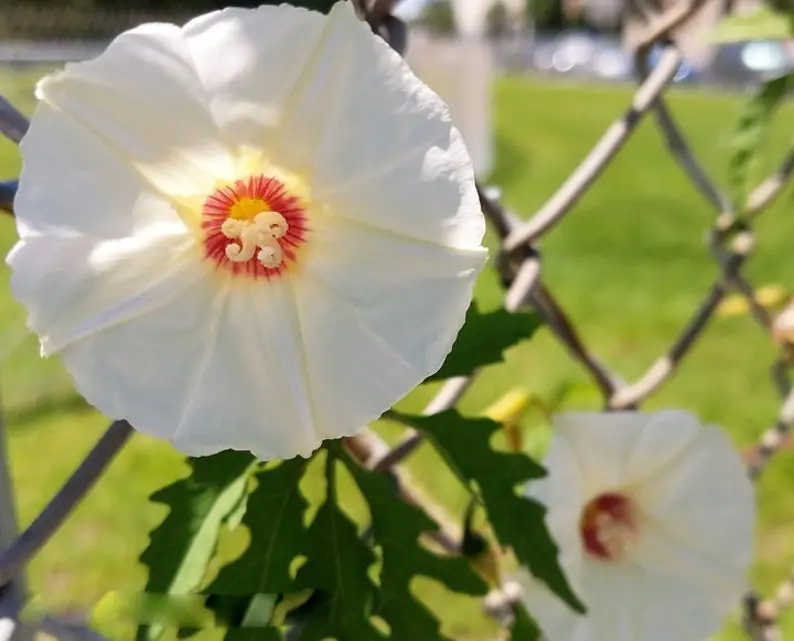 Merremia dissecta - Cutleaf Morning Glory, Alamo Vine, Noyau Vine - Image 2