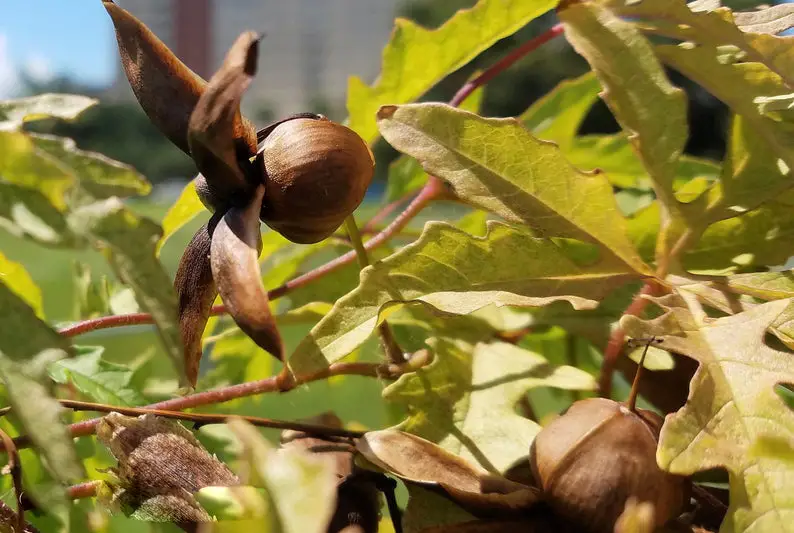 Merremia dissecta - Cutleaf Morning Glory, Alamo Vine, Noyau Vine - Image 3