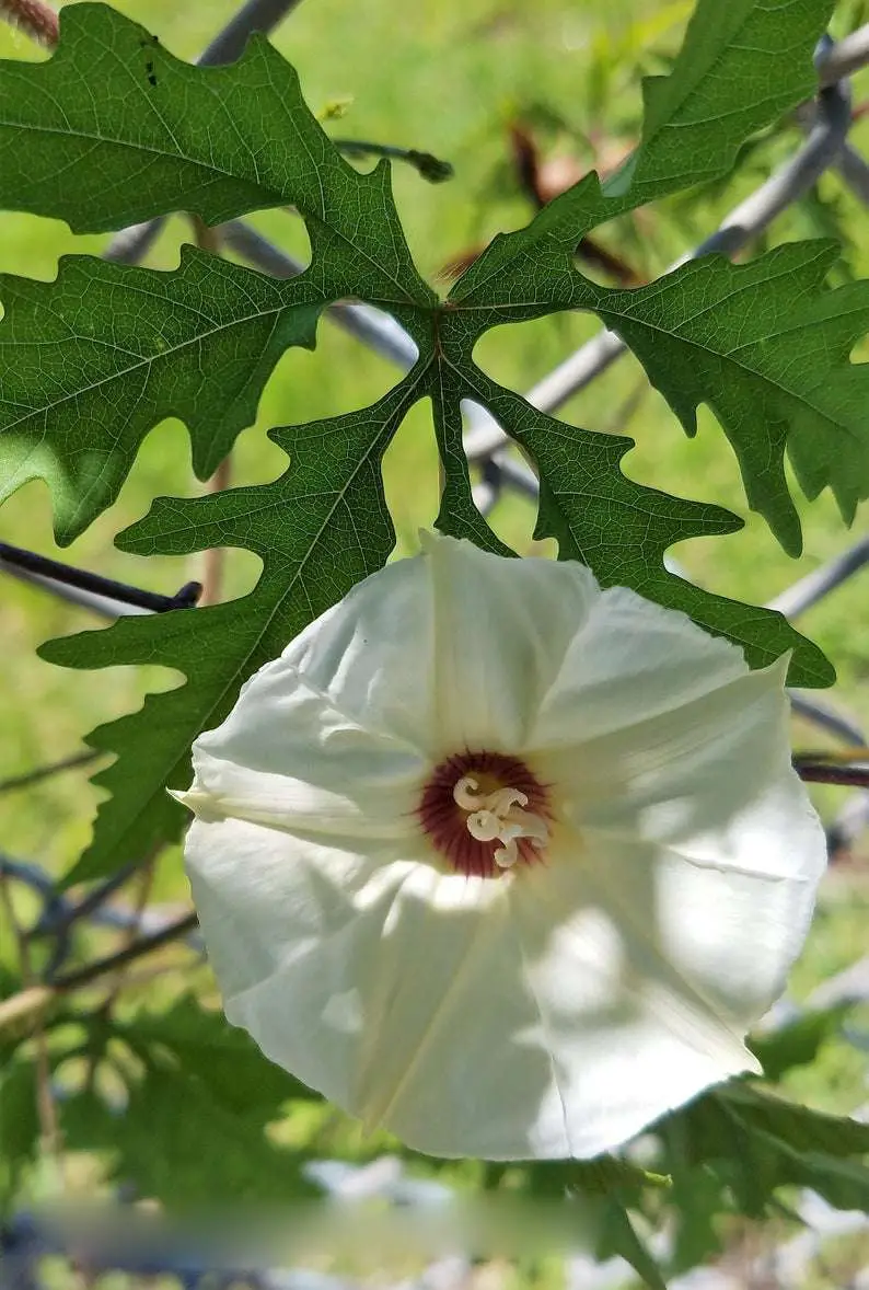 Merremia dissecta - Cutleaf Morning Glory, Alamo Vine, Noyau Vine - Image 4