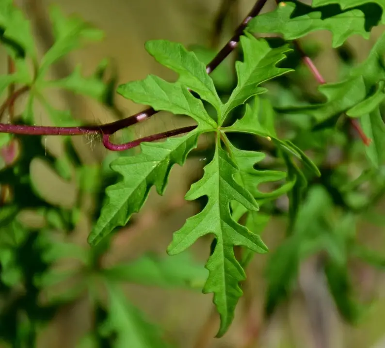Merremia dissecta - Cutleaf Morning Glory, Alamo Vine, Noyau Vine - Image 7