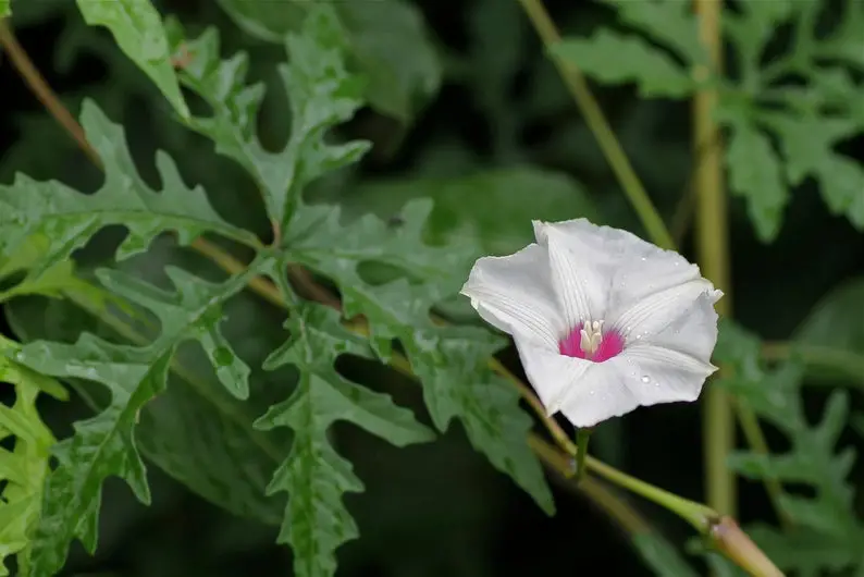 Merremia dissecta - Cutleaf Morning Glory, Alamo Vine, Noyau Vine - Image 9