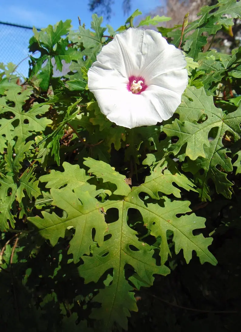 Merremia dissecta - Cutleaf Morning Glory, Alamo Vine, Noyau Vine - Image 10