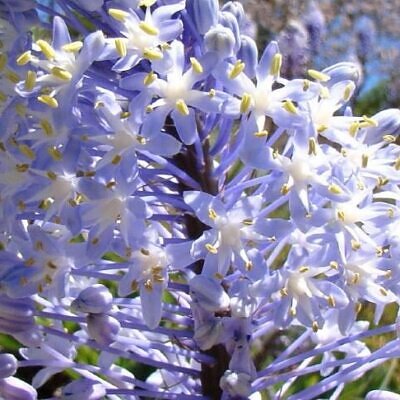 Merwilla plumbea / Scilla natalensis - Blue Liry Of The Mountain, Lirio Blue Snake Head, Wild Squill, Blue Squill