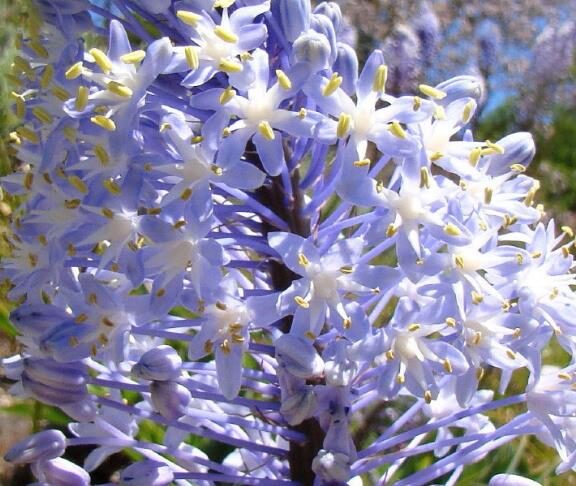 Merwilla plumbea / Scilla natalensis - Blue Liry Of The Mountain, Lirio Blue Snake Head, Wild Squill, Blue Squill