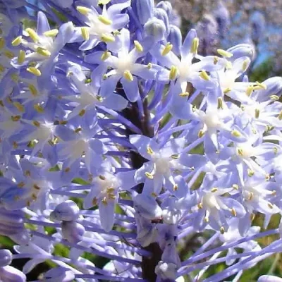 Merwilla plumbea / Scilla natalensis - Blue Liry Of The Mountain, Lirio Blue Snake Head, Wild Squill, Blue Squill