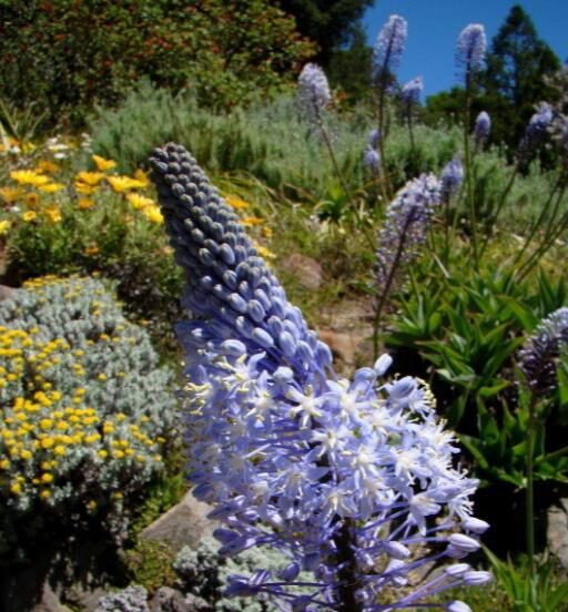 Merwilla plumbea / Scilla natalensis - Blue Liry Of The Mountain, Lirio Blue Snake Head, Wild Squill, Blue Squill - Image 2