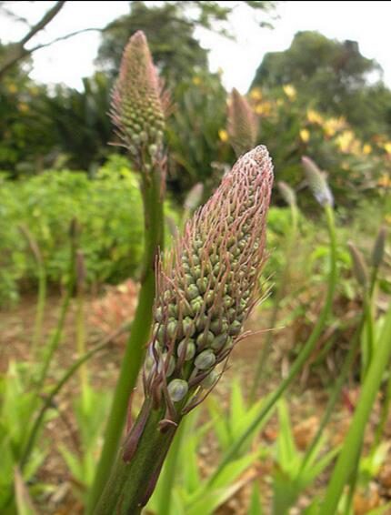 Merwilla plumbea / Scilla natalensis - Blue Liry Of The Mountain, Lirio Blue Snake Head, Wild Squill, Blue Squill - Image 3