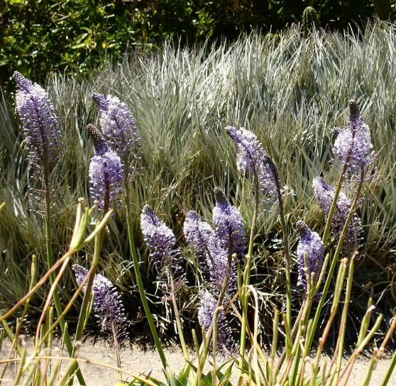 Merwilla plumbea / Scilla natalensis - Blue Liry Of The Mountain, Lirio Blue Snake Head, Wild Squill, Blue Squill - Image 4