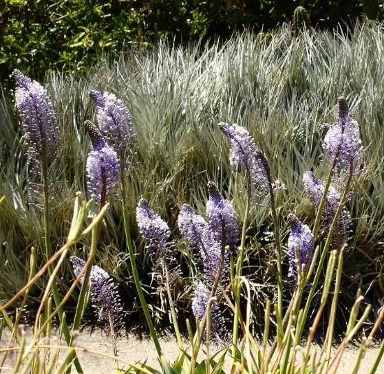 Merwilla plumbea / Scilla natalensis - Blue Liry Of The Mountain, Lirio Blue Snake Head, Wild Squill, Blue Squill - Image 4