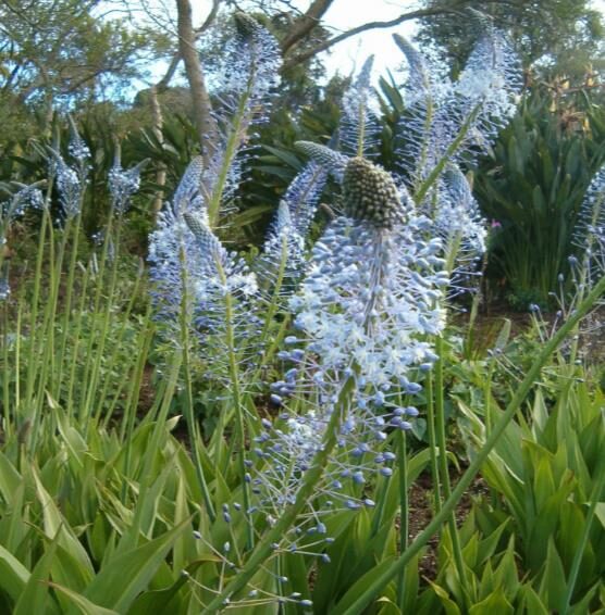 Merwilla plumbea / Scilla natalensis - Blue Liry Of The Mountain, Lirio Blue Snake Head, Wild Squill, Blue Squill - Image 5