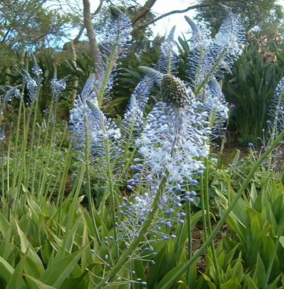 Merwilla plumbea / Scilla natalensis - Blue Liry Of The Mountain, Lirio Blue Snake Head, Wild Squill, Blue Squill - Image 5