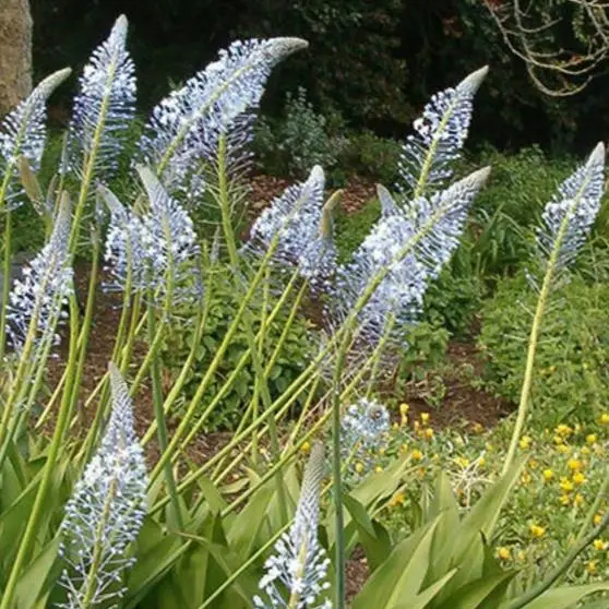 Merwilla plumbea / Scilla natalensis - Blue Liry Of The Mountain, Lirio Blue Snake Head, Wild Squill, Blue Squill - Image 7