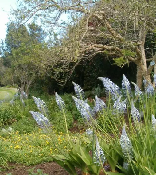 Merwilla plumbea / Scilla natalensis - Blue Liry Of The Mountain, Lirio Blue Snake Head, Wild Squill, Blue Squill - Image 8