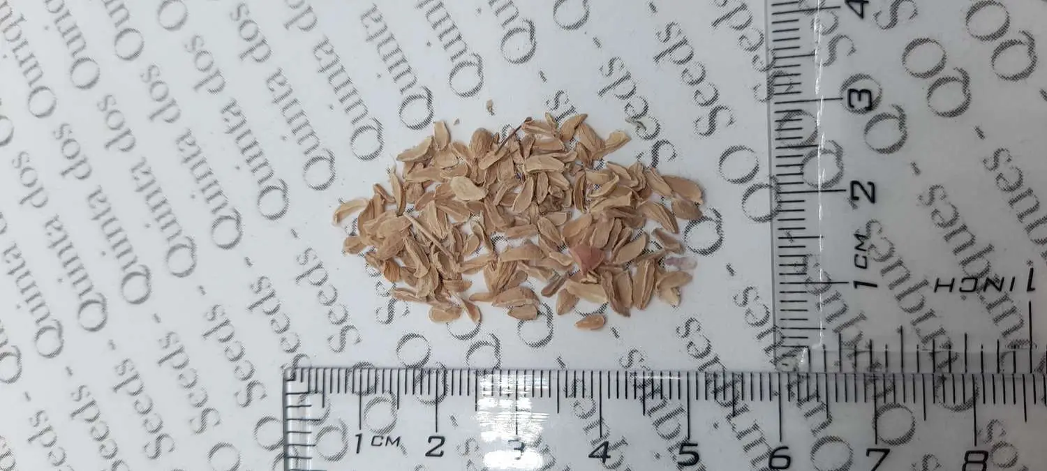 Merwilla plumbea / Scilla natalensis - Blue Liry Of The Mountain, Lirio Blue Snake Head, Wild Squill, Blue Squill - Image 10