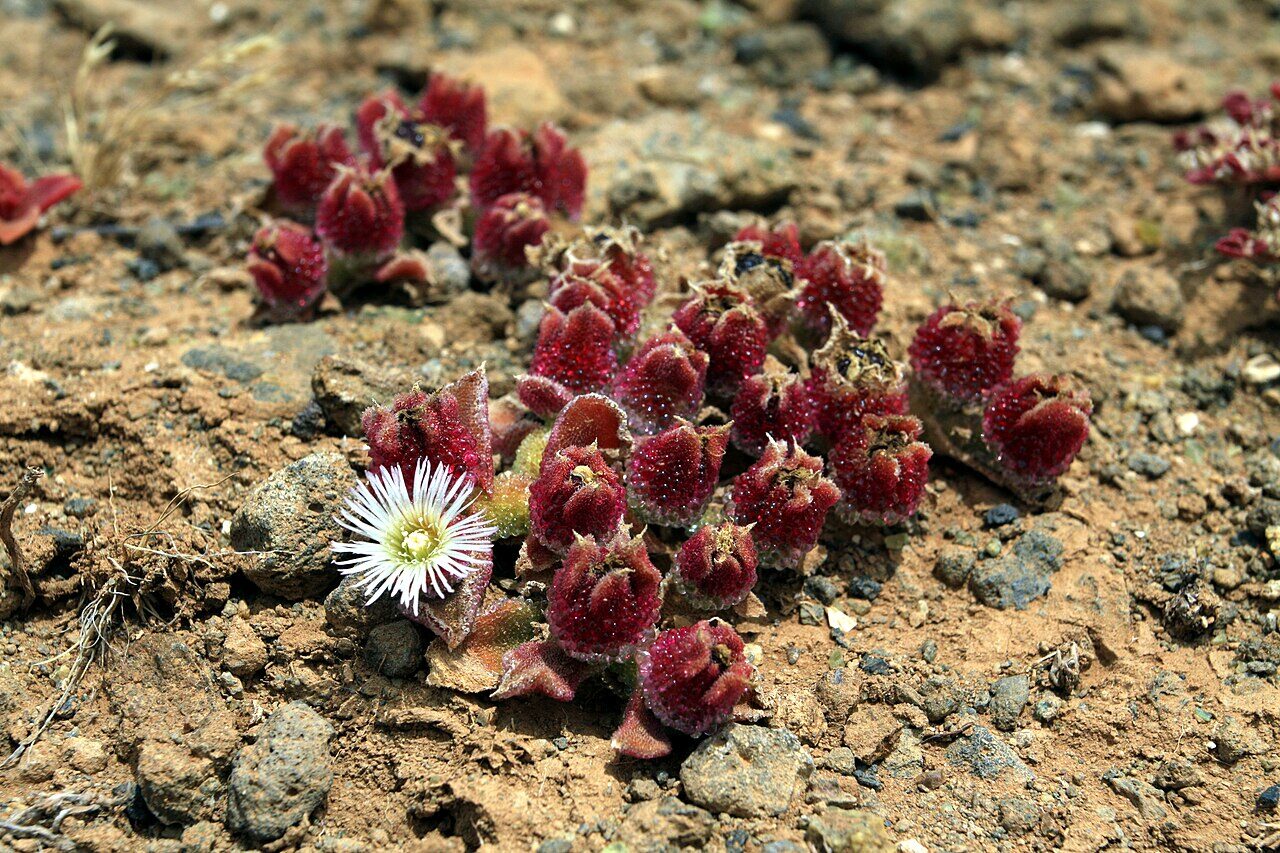 Mesembryanthemum crystallinum - Ice Plant - Image 2