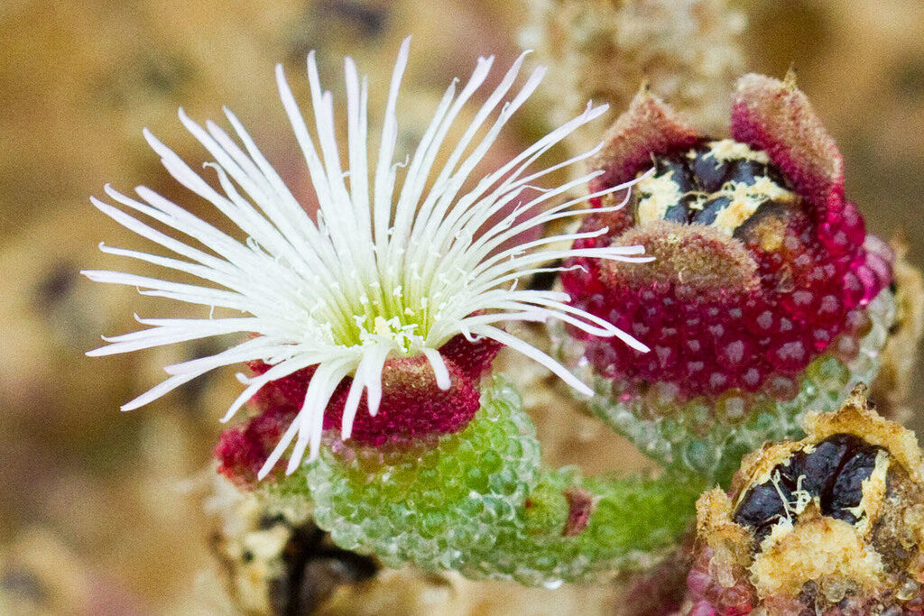 Mesembryanthemum crystallinum - Ice Plant - Image 3