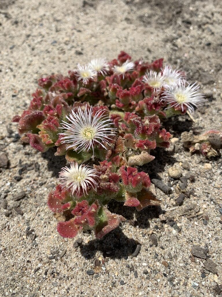 Mesembryanthemum crystallinum - Ice Plant - Image 4