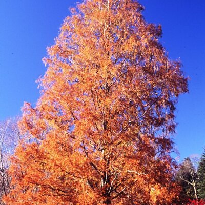 Metasequoia glyptostroboides - Dawn Redwood