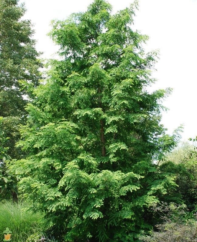 Metasequoia glyptostroboides - Dawn Redwood - Image 2