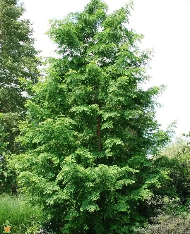 Metasequoia glyptostroboides - Dawn Redwood - Image 2