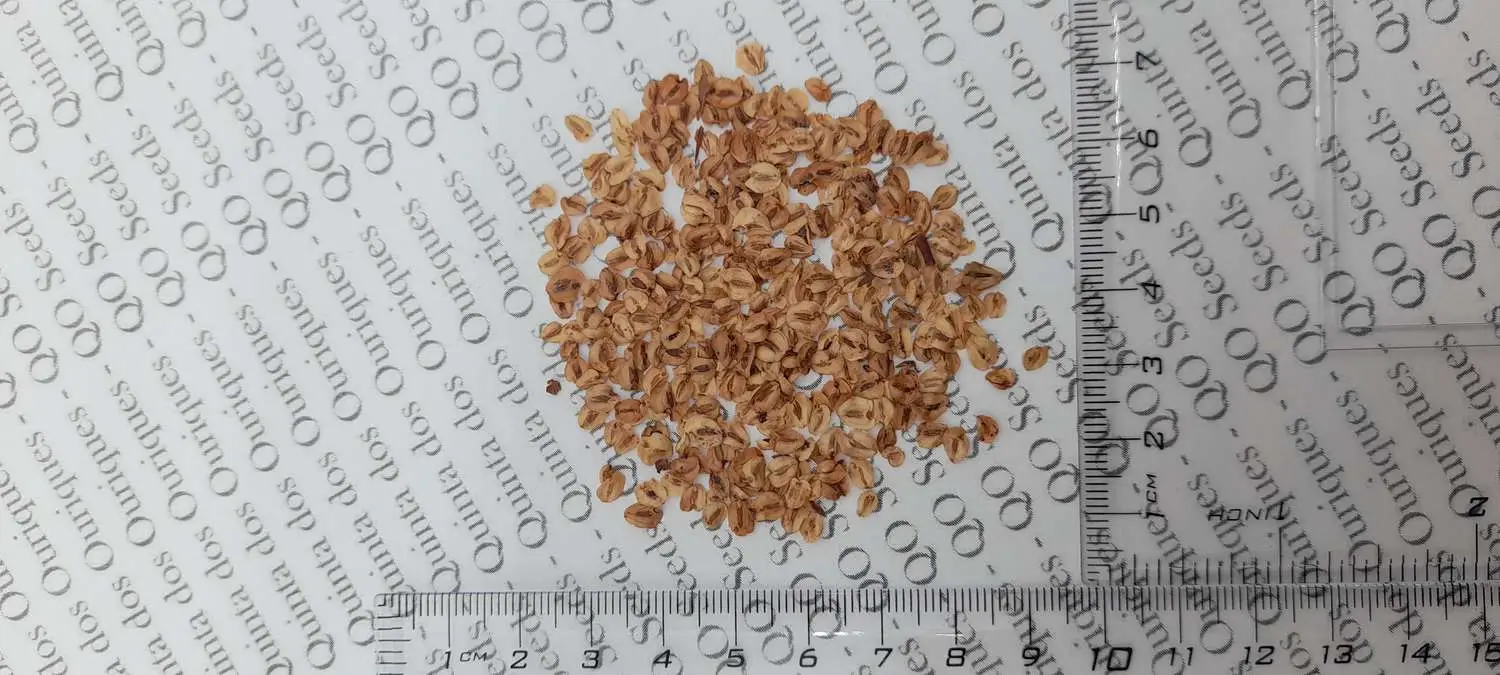 Metasequoia glyptostroboides - Dawn Redwood - Image 10